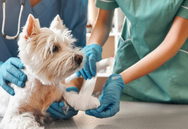 We are always here to help. A team of two veterinarians in work uniform bandaging a paw of a small dog lying on the table at veterinary clinic. Pet care concept. Medicine concept. Animal hospital