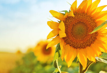 Beautiful yellow sunflowers in cultivated agricultural field.