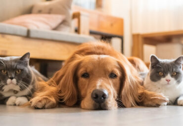 Golden Hound and British short-haired cat