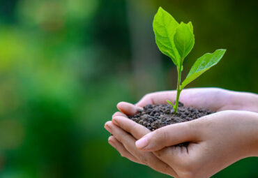 environment Earth Day In the hands of trees growing seedlings. Bokeh green Background Female hand holding tree on nature field grass Forest conservation concept