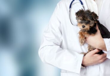 Metropolitan Animal Specialty Hospital WARN Act Investigation