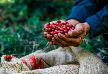 Kauai Coffee Company WARN Act Investigation